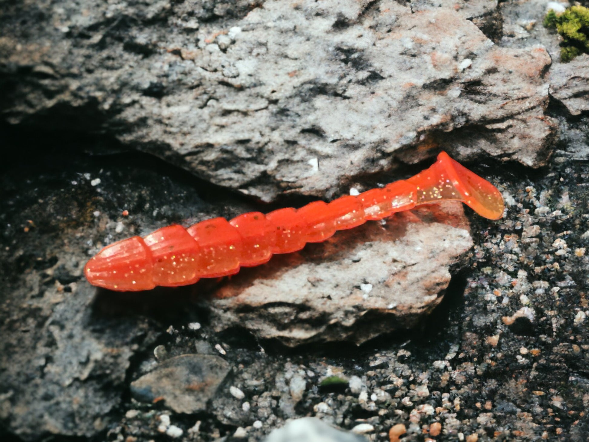 Scaleywag Paddle Tail - Ancient Hunter USA