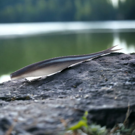 TPR Jerk Shad - Ancient Hunter USA